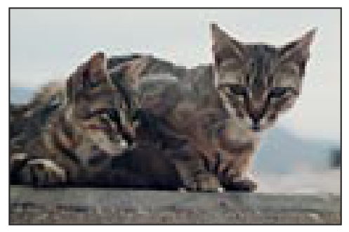 Dos gatos