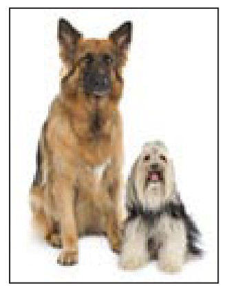 Un perro grande y otro pequeño