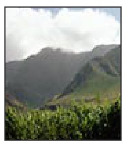 Opción D